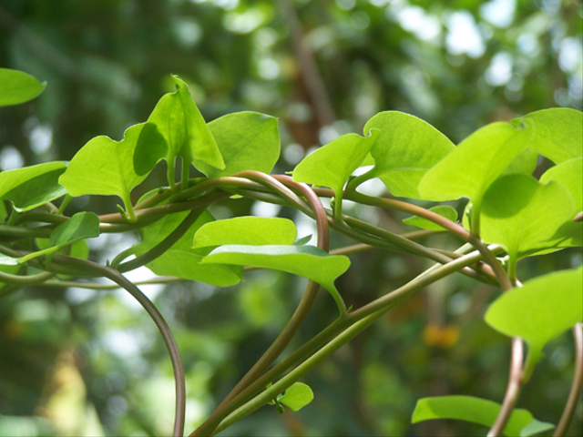 Tanaman Binahong. Foto: Flickr