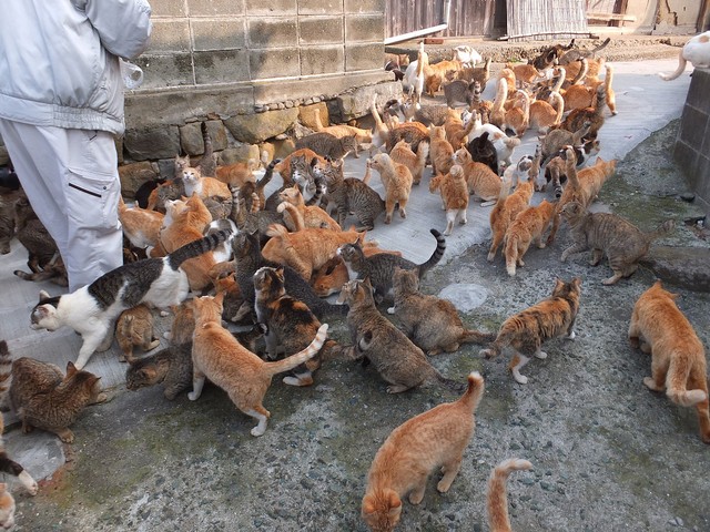 Para kucing di Pulau Aoshima. Foto: Wikipedia