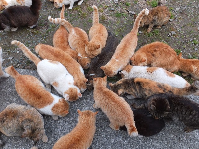 Aoshima, Pulau di Jepang yang Dikuasai oleh Para Kucing Menggemaskan | kumparan.com