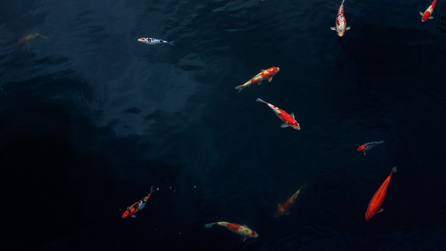 Ikan Hias Air Tawar Termahal. (Foto: https://pixabay.com/id/)