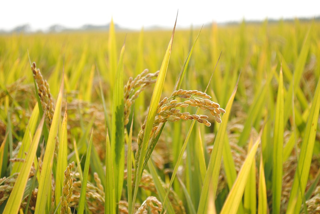 Ilustrasi Oryza sativa L. Foto: https://pixabay.com/