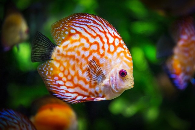 Jenis Ikan Hias Air Tawar. (Foto: https://pixabay.com/id/)