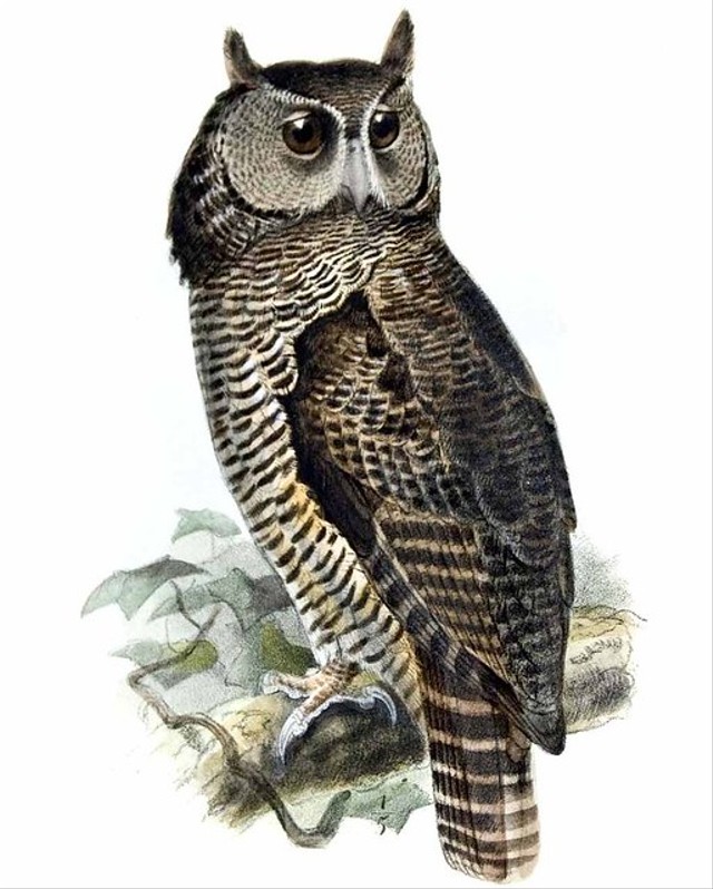 Ilustrasi Shelleys Eagle Owl. Foto: dibird.com