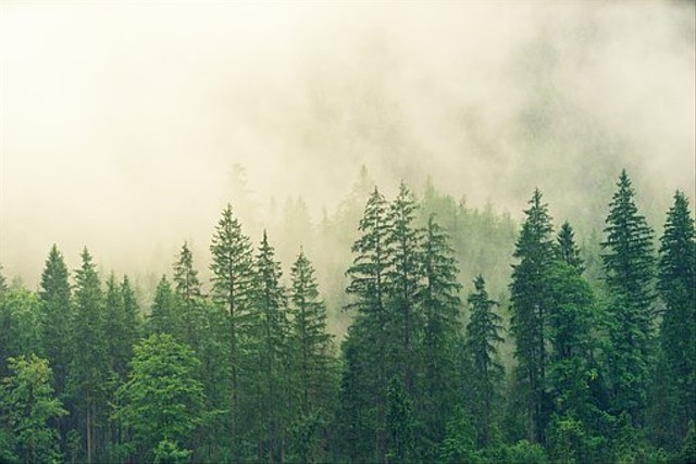 Ciri-ciri Tumbuhan Berbiji Terbuka, Foto: Pixabay 