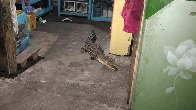 Seekor buaya masuk di dapur rumah warga di Desa Ako, Kabupaten Pasangkayu, Sulawesi Barat. Foto: Dok. Muh. Rizal