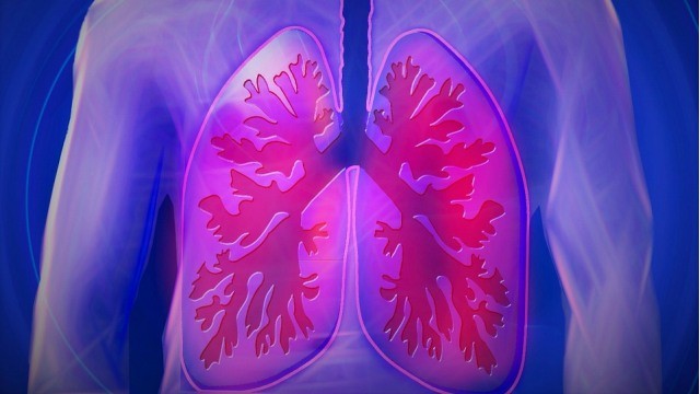 Ilustrasi paru-paru sebagai organ pernapasan manusia. Foto: Unsplash