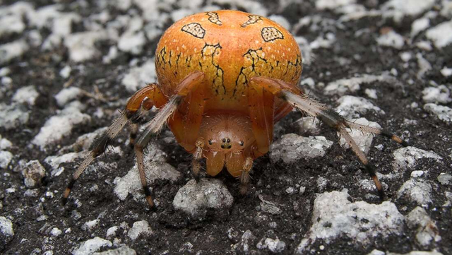Laba-laba Halloween Betina di mana perutnya tampak seperti labu.  Foto: Wikipedia