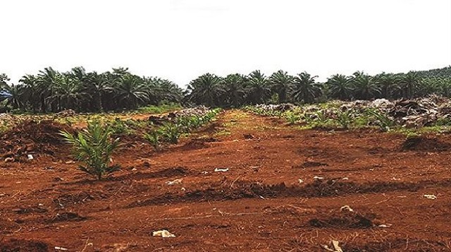 Lokasi peremajaan sawit di salah satu wilayah di Indonesia yang pernah dibidik oleh penegak hukum. (FOTO: Ist).