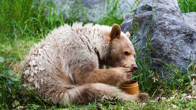 Ilustrasi beruang hibernasi Foto: Shutter Stock