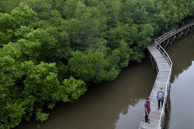 Duta Besar Inggris untuk Indonesia dan Timor Leste Owen Jenkins mengunjungi hutan Mangrove di Taman Hutan Raya (Tahura) Ngurah Rai, Bali, Selasa (2/11).  Foto: Fikri Yusuf/ANTARA FOTO