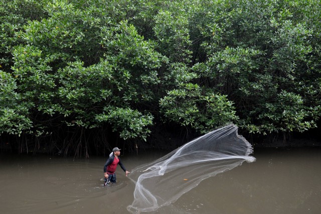 Warga menebar jala untuk mencari udang di kawasan hutan Mangrove Taman Hutan Raya (Tahura) Ngurah Rai, Bali, Selasa (2/11).  Foto: Fikri Yusuf/ANTARA FOTO