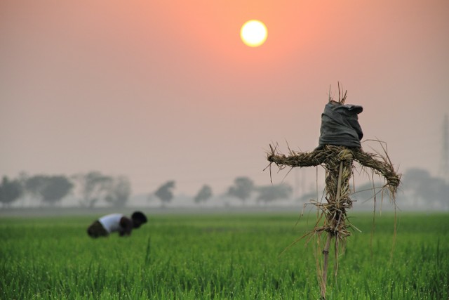 Ilustrasi kegiatan panca usaha tani. Salah satu panca usaha tani adalah penggunaan pengairan atau irigasi. Foto: Pexels.