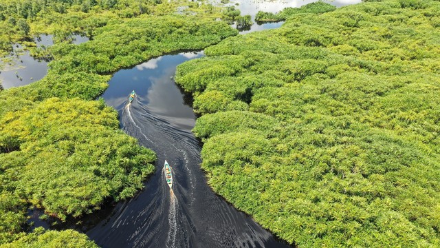 Sebangau National Park, Palangkaraya, Kalimantan Tengah (Foto : Barkah Wibowo/Free to use under the Unsplash License)