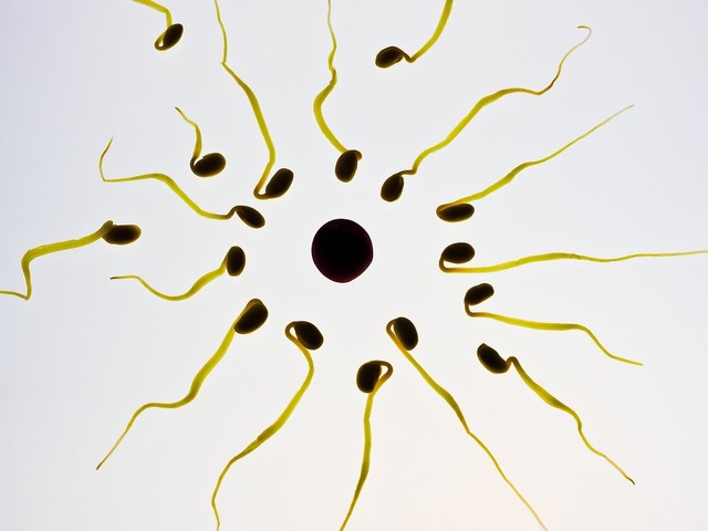 Ilsutrasi sperma mencapai sel telur. Gambar oleh Thomas Breher dari Pixabay
