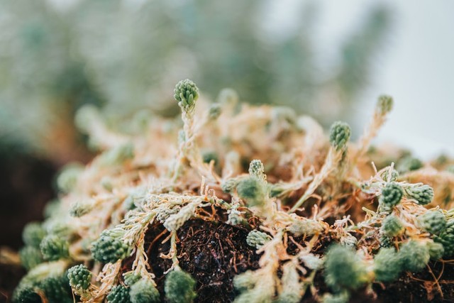 Ilustrasi Autotrof dan Heterotrof Foto: Unsplash