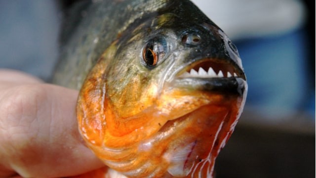 Ilustrasi gigi ikan piranha. Foto: flickr