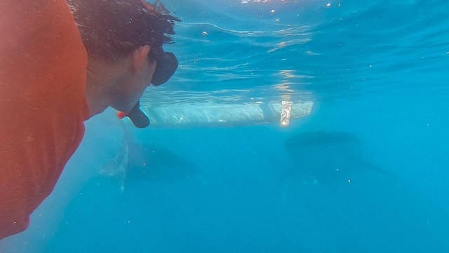 Menparekraf Sandiaga Uno "Bercengkrama" dengan Hiu Paus di Teluk Tomini Gorontalo. Selasa, (9/11). Foto: Dok istimewa