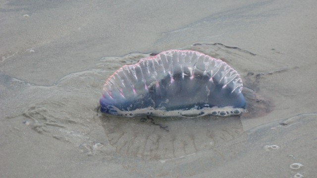 Portuguese Man o'War, makhluk mirip alien yang sangat beracun.  Foto: Wikimedia Commons