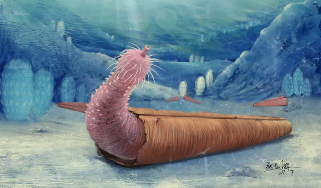 Ilustrasi cacing penis Kambrium menghuni cangkang hyolith. Foto:  Zhang Xiguang