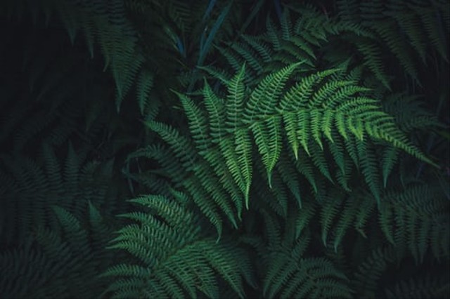 Unsplash.com - Pengertian dari metagenesis tumbuhan paku
