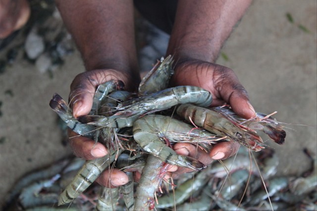Ilustrasi dampak positif dari lingkungan yang menjadi area tambak ikan dan bagi masyarakat sekitar. Foto: dok. https://unsplash.com/
