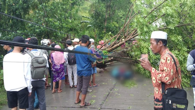 Sebatang pohon penghijauan di pinggir Jalan PUK Pohwates-Kedungadem, tepatnya di Desa Pohwates, Kecamatan Kepohbaru, Kabupaten Bojonegoro, yang tumbang. Kamis (11/11/2021) (Istimewa)
