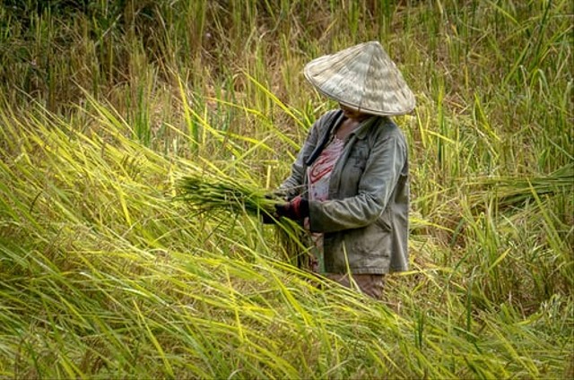 Ilustrasi Contoh peranan ilmu kimia dalam bidang pertanian adalah. Sumber foto : unsplash.com