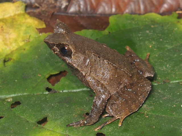 Megophrys acehensis. Foto: E.N. Smith/Universitas Texas at Arlington