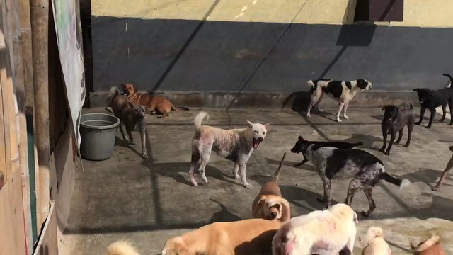Sebagian anjing yang dirawat Sumiati - IST