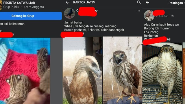 Ilustrasi perdagangan satwa liar di medsos. Foto: Istimewa