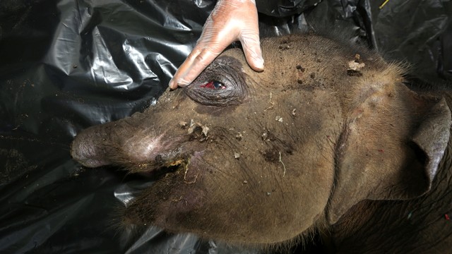Petugas Balai Konservasi Sumber Daya Alam (BKSDA) Aceh melakukan proses nekropsi terhadap bangkai anak gajah sumatera liar di Pusat Latihan Gajah (PLG) Saree, Aceh Besar, Aceh, Selasa (16/11/2021). Foto: Irwansyah Putra/ANTARA FOTO
