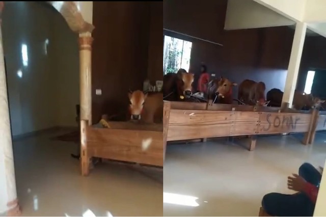 Penampakan kandang sapi mewah. Foto: Tangkapan Layar TikTok @adinda_nh