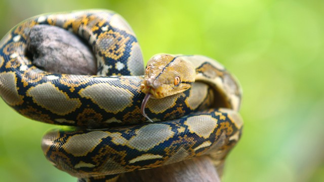 Ular sanca kembang. Foto: Shutterstock