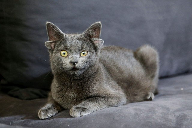 Midas, anak kucing berusia empat bulan yang lahir dengan empat telinga difoto di rumahnya di Ankara, Turki. Foto: Cagla Gurdogan/REUTERS