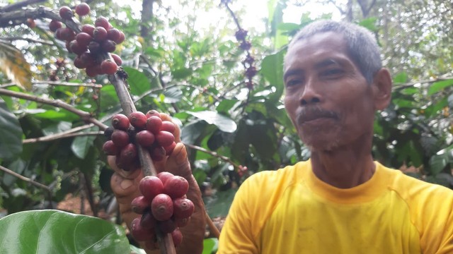 Pranoto (72), warga Desa Tunjungan, Kecamatan Tunjungan, Kabupaten Blora, yang berhasil mengembangkan tanaman kopi jenis Excelsa. (foto: priyo/beritabojonegoro)