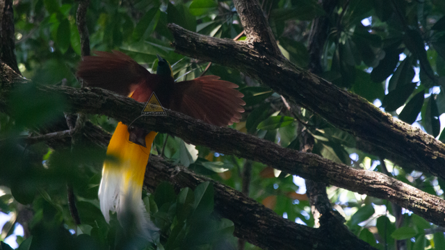 Burung cendrawasih kuning kecil di hutan Papua. Foto: Mapala UGM