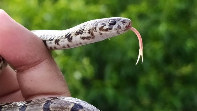 Ular langka jenis baru berhasil ditemukan berkat posting foto di Instagram. Foto: Virender Bhardwaj