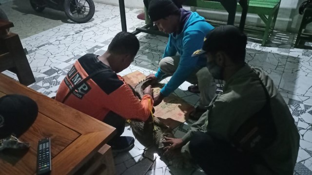Penangkapan seekor buaya oleh warga di Desa Barurejo, Kecamatan Siliragung, Banyuwangi, Jawa Timur. Foto: Dok. Istimewa