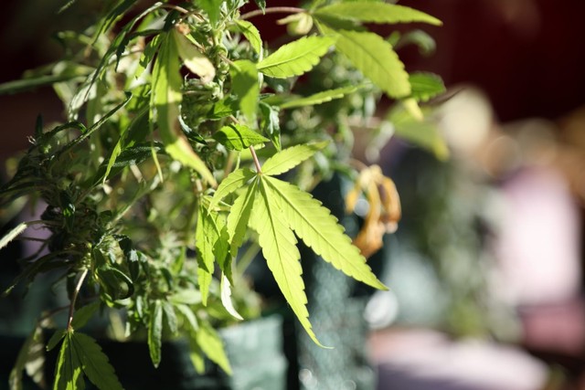 Ilustrasi daun ganja. Foto: Aditia Noviansyah/kumparan