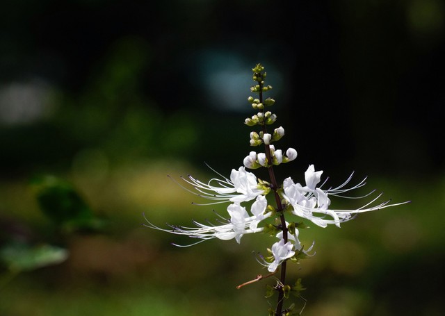 Ilustrasi Cara Merebus Daun Kumis Kucing. Foto: Pixabay