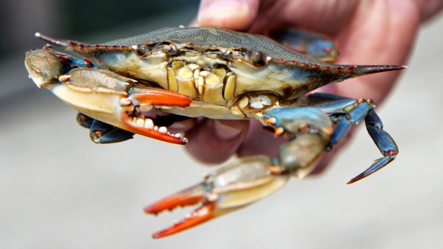Ilustrasi kepiting. Foto: Pexels