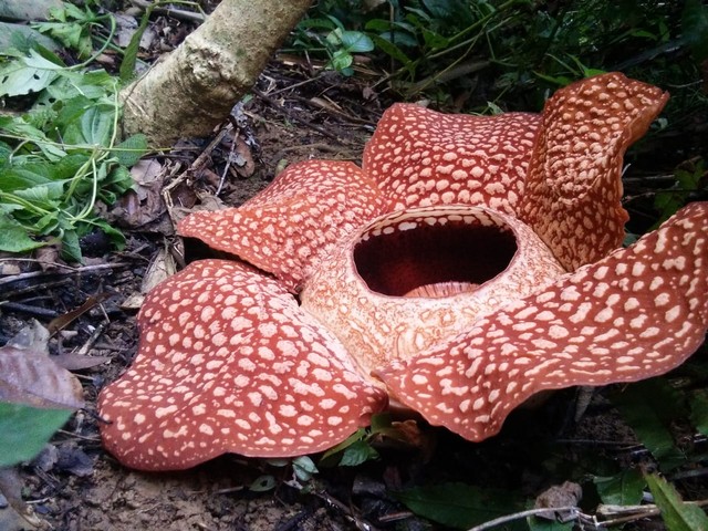 Rafflesia Arnoldii yang berhasil mekar untuk pertama kalinya, pada Agustus 2021, setelah usaha budidaya yang dimulai lebih dari 20 tahun lalu oleh Holidin. Foto: Holiding.