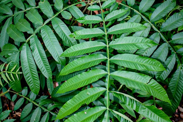 Daun sungkai. Foto: indonesia.go.id