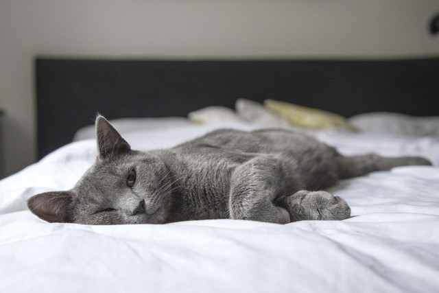 Ilustrasi kucing lemas. Foto: Pexels.com