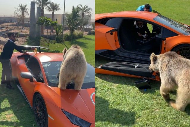 Beruang milik Humaid Al Buqaish bermain di atas Lamborgini Rp 14 miliar (Sumber: Instagram @humaidalbuqaish)