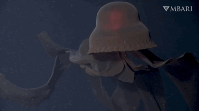 Ubur-ubur hantu raksasa. Foto: Monterey Bay Aquarium Research Institute (MBARI)