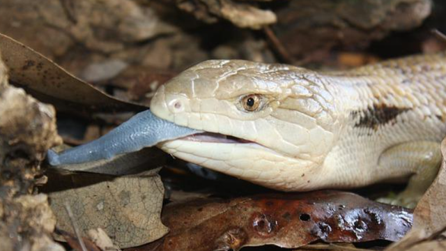 Kadal lidah biru. Foto: Pixabay