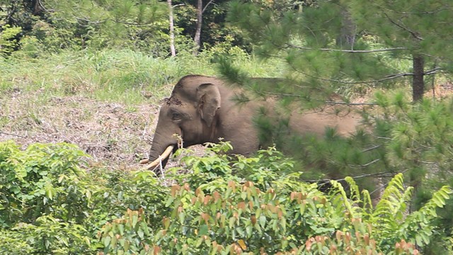Seekor gajah liar terlihat saat proses penggiringan di Desa Blang Rakal, Pintu Rime Gayo, Bener Meriah, Aceh, Kamis (2/12).  Foto: Syifa Yulinnas/ANTARA FOTO