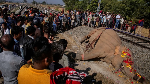 Orang-orang berdiri di sekitar gajah jantan liar, salah satu dari dua yang terbunuh oleh kereta api, di Durung Pathar, di negara bagian Assam, India timur laut, Rabu (1/12). Foto: Anupam Nath/AP Photo
