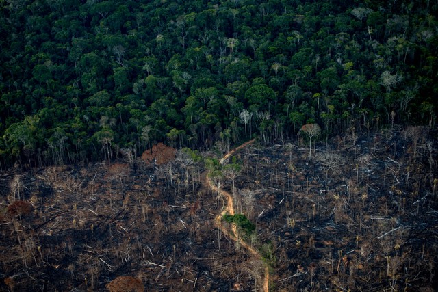 Ilustrasi. (Potret udara menunjukkan kawasan hutan hujan Amazonia yang gundul di Labrea, negara bagian Amazonas, Brasil, pada 15 September 2021. Foto: MAURO PIMENTEL/AFP)